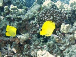 35 Common Longnose Butterflyfish IMG 2327